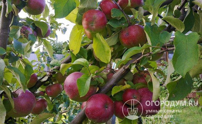 Яблоня Орлик: описание сорта, фото, отзывы садоводов
