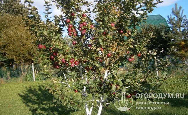 Яблони достаточно неприхотливы в уходе и хорошо откликаются на стандартную агротехнику