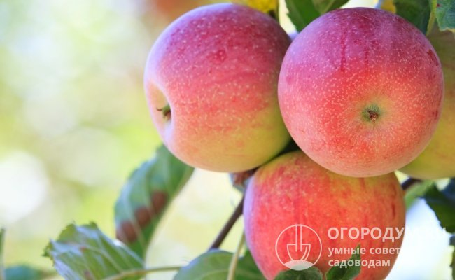 Яблоки «Орловское полосатое» (на фото) округло-продолговатой формы, крупные, с тонкой блестящей кожицей и яркой окраской
