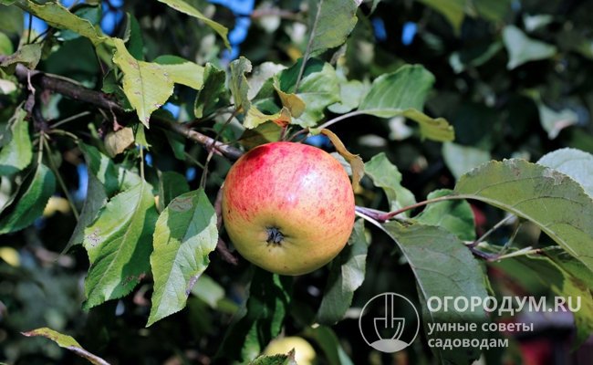 Яблоня Орловское полосатое: описание сорта, фото, отзывы садоводов