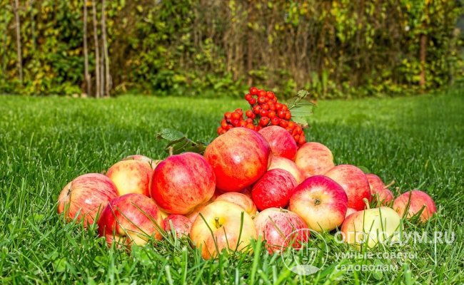 Яблоки сорта «Орловское полосатое» пользуются спросом у потребителей благодаря аппетитному внешнему виду, гармоничному вкусу и ярко выраженному аромату