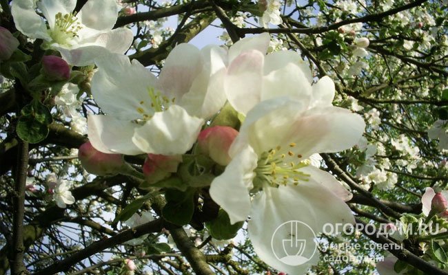 Цветковые почки характеризуются высокой зимостойкостью, цветение весной обильное, но нередко страдающее от возвратных заморозков