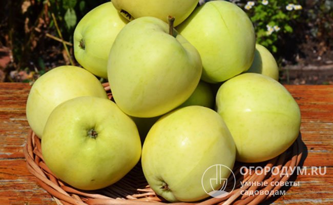 Отличительная сортовая особенность – наличие острого продольного шва на яблоках