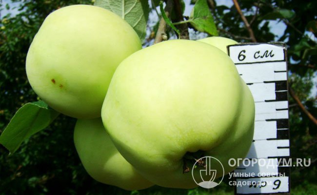При несвоевременном сборе перезревшие яблоки на тонких плодоножках склонны к осыпанию