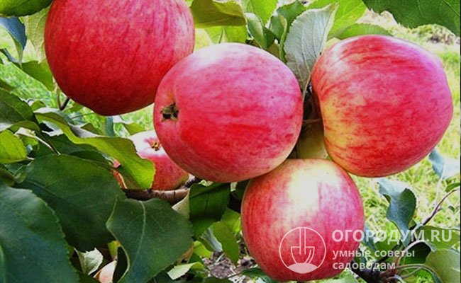 «Ранее алое» (на фото) селекции ВНИИСПК считается одним из перспективных сортов летних яблонь, районированных для Центрально-Черноземного региона