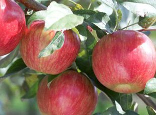 Яблоня «Пепин шафранный»: описание сорта, фото и отзывы