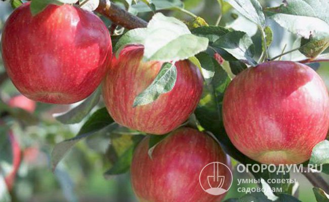 Яблоня «Пепин шафранный» (на фото) отличается высокой степенью самоплодности (способности к самоопылению), что обеспечивает обильные ежегодные урожаи