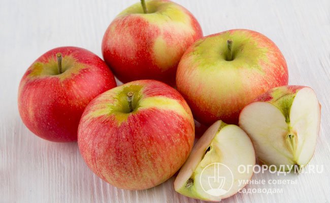 Внешний вид яблок вполне товарный – нарядный и аппетитный