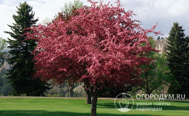 Как и большинство яблонь, деревья лучше всего развиваются на открытых солнечных местах
