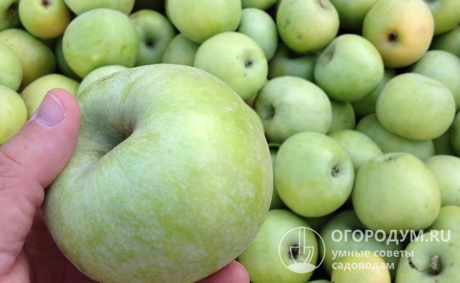 Характеристики яблони Память Сикоры: вкус, цвет, форма плодов