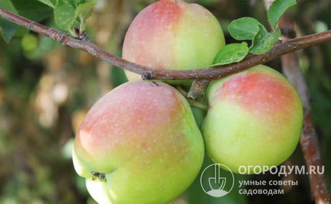 Плодоножки средней длины и толщины прочно удерживают яблоки на ветках
