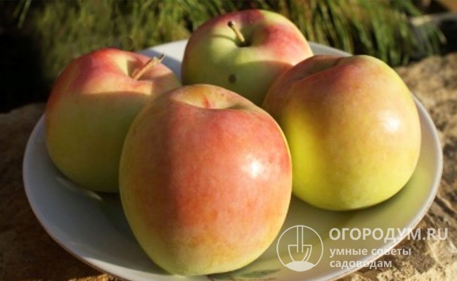 Яблоки имеют универсальное назначение: хорошо подходят для употребления в свежем виде и всех способов переработки