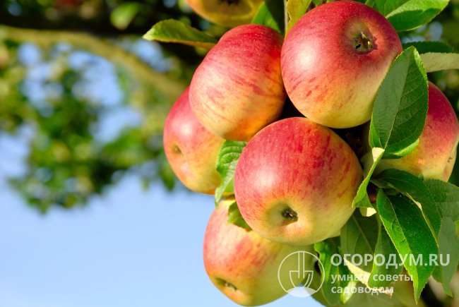 «Штрейфлинг» (на фото) по праву считается эталоном осенних яблок