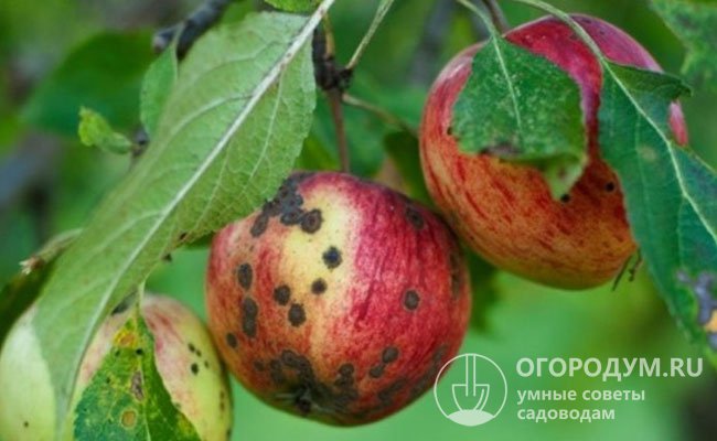 Плоды и листья яблони, пораженные паршой