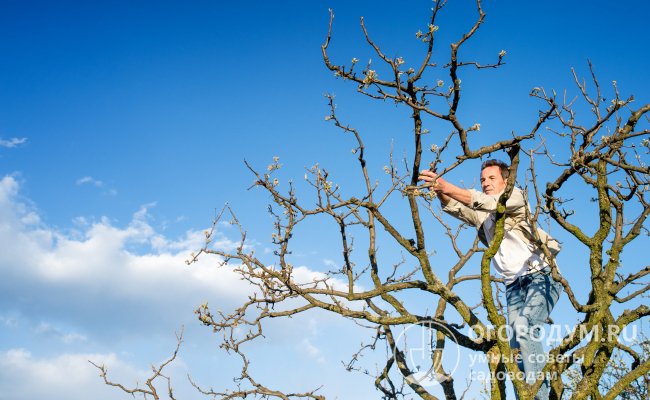 В уходе за яблоней опытные садоводы считают необходимым проведение весенней обрезки каждый год