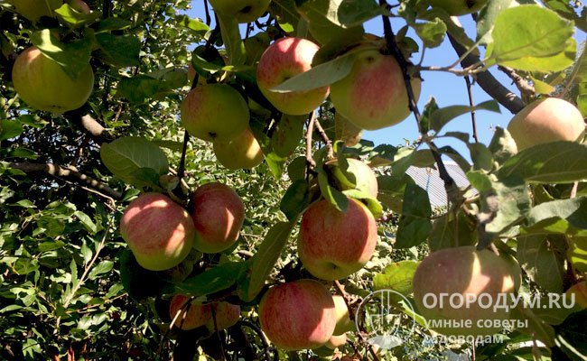 У взрослых яблонь показатели продуктивности нестабильны – после урожайного сезона на следующий год дерево может «отдохнуть» и дать значительно меньшее количество плодов