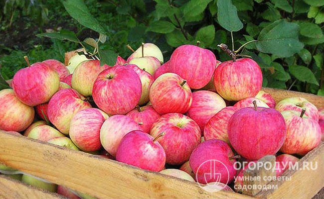 При больших урожаях значительную часть яблок приходится пускать в переработку, так как для длительного хранения они не предназначены