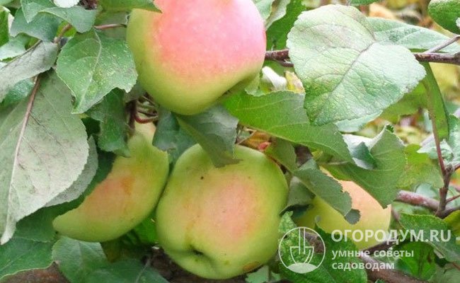 «Синап орловский» (на фото) обеспечивает высокие урожаи яблок в средней полосе России