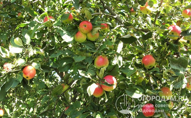 Яблоня «Пепин шафранный» (на фото) – один из подходящих опылителей для «Синапа орловского»