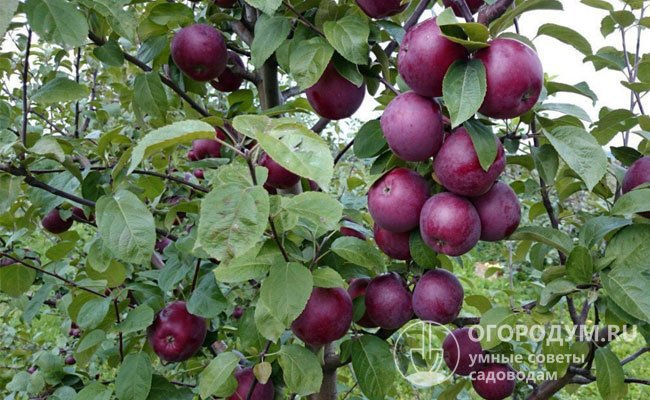 Визитная карточка яблони «Спартан» (на фото) – плоды бордового с фиолетовым оттенком цвета, покрытые сизым восковым налетом