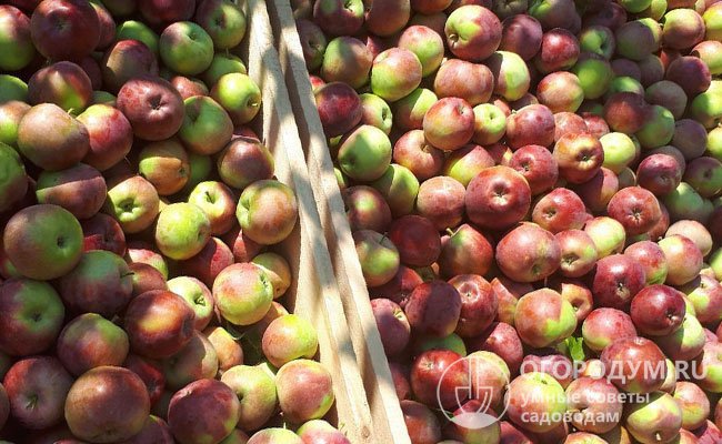 В зависимости от почвенно-климатических условий, возраста дерева и интенсивности агротехники с одной яблони можно собрать от 15 до 100 килограммов фруктов