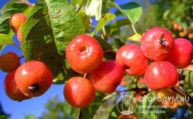 Крэбы – это гибриды, полученные от скрещивания сибирской яблони и ее производных с культурными сортами и китайками
