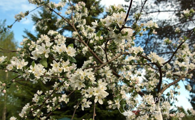 В период цветения (в начале июня) деревья покрываются белоснежными цветами