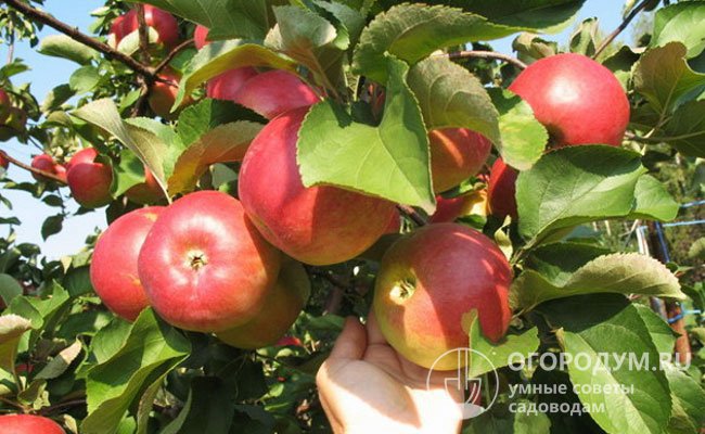 Хорошие потребительские качества яблок, их транспортабельность и лежкость сделали сорт востребованным в промышленном плодоводстве