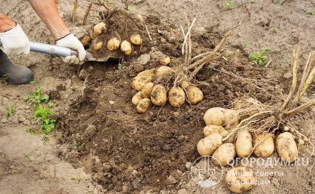 К отличительным особенностям сорта относятся большое количество клубней и однородность их размера в гнезде