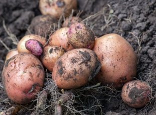 Картофель «Беллароза»: описание сорта, фото и отзывы