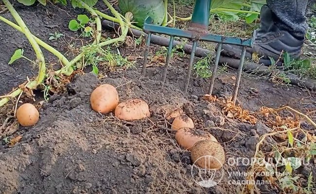 Картофель «Беллароза», по отзывам овощеводов, обеспечивает стабильный высокий урожай даже на тяжелых почвах и при неблагоприятных погодных условиях