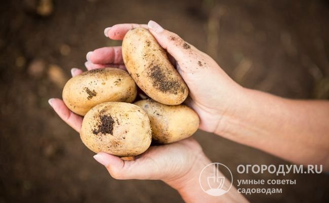 Картофель «Коломбо» (на фото) ценят за очень раннее созревание, выровненность клубней и стабильное качество