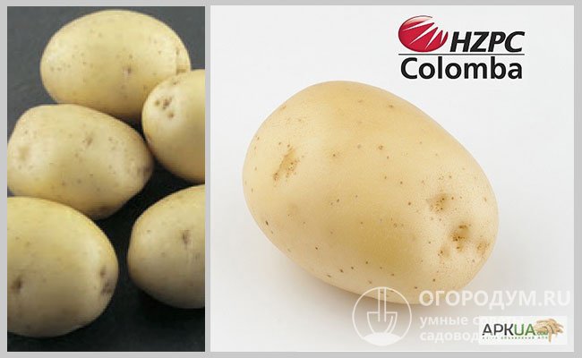 На фото – оригинальный посадочный материал сорта картофеля «Коломбо» голландского производства