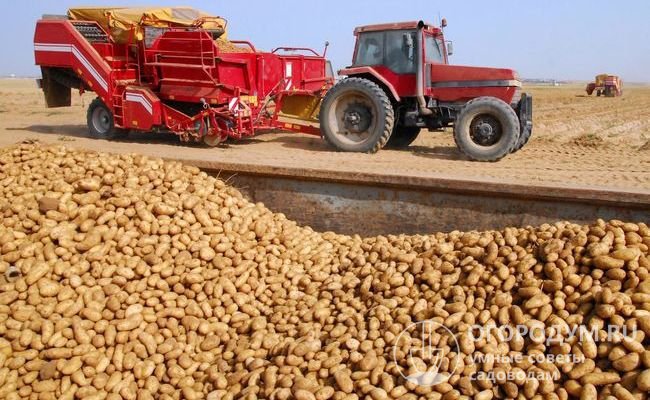 Под посадку «Невского» отводится до трети сельскохозяйственных площадей, предназначенных для производства картофеля в промышленных масштабах