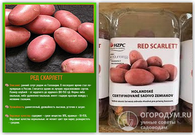 На фото – посадочный материал сорта картофеля «Ред Скарлетт» различных производителей
