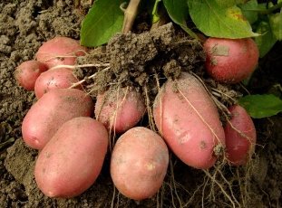 Картофель «Розара»: описание сорта, фото и отзывы