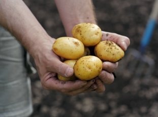 Картофель «Скарб»: описание сорта, фото и отзывы