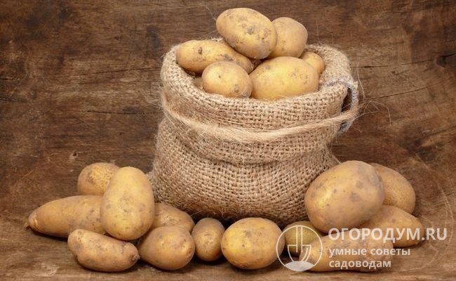 Картофель «Тулеевский» (на фото) ценится за высокую урожайность, крупные размеры и прекрасные вкусовые качества клубней
