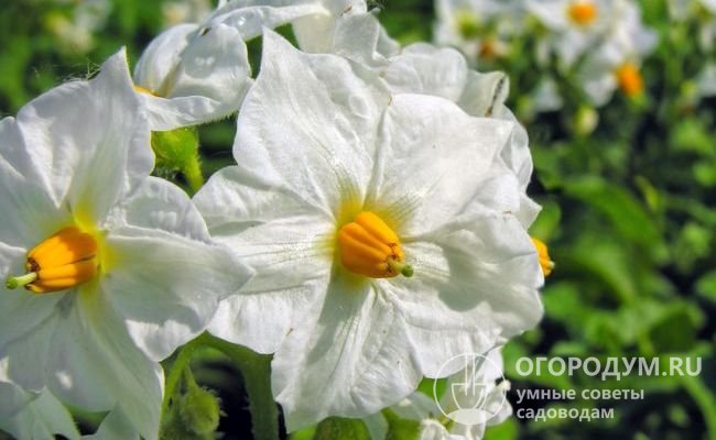 Отличительная особенность сорта «Тулеевский» – белые цветы с очень крупными венчиками