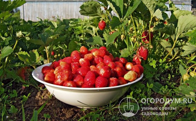Для отечественных садоводов главными достоинствами сорта стали его высокая зимостойкость и продуктивность, отличные вкусовые качества ягод