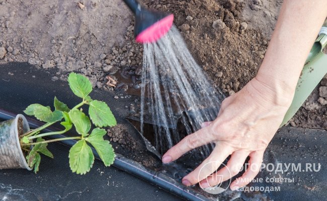Для получения стабильного урожая крупных сладких ягод клубнике нужно обеспечить регулярный капельный полив и мульчирование почвы