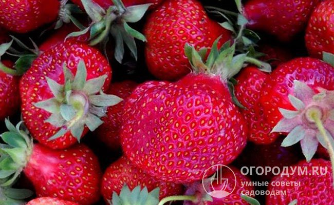Основное назначение ягод – десертное, дегустационные оценки 4,0-4,9 баллов (из 5), сахарокислотный коэффициент – 7,0