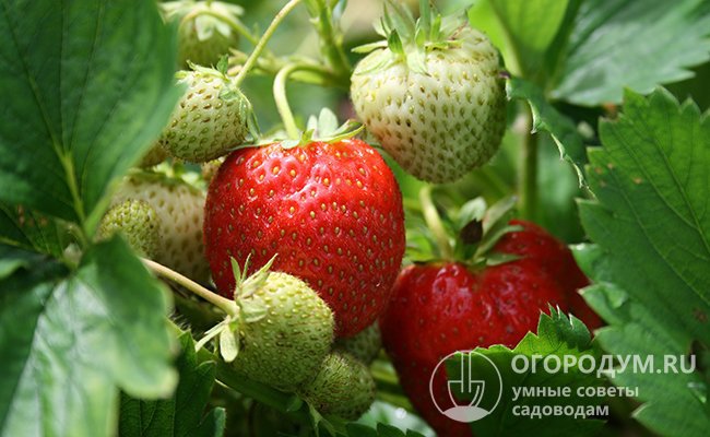 Земляника Джоли – настоящий подарок от итальянских селекционеров для всех любителей крупной сладкой ягоды