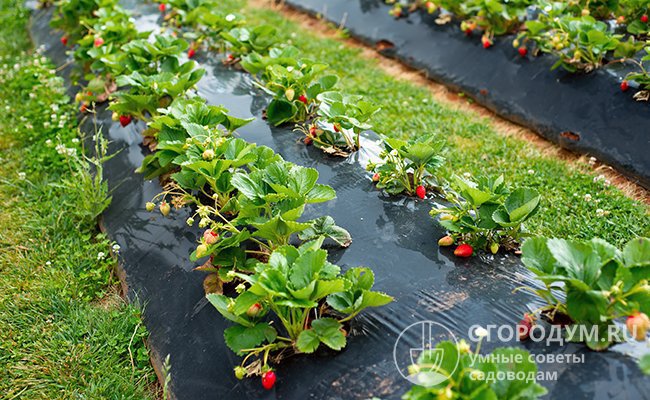 Специалисты советуют мульчировать почву слоем соломы или агроткани, чтобы уменьшить испарение влаги, рост сорняков и обеспечить чистоту ягод