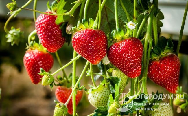 Отличительной особенностью сорта считают дружную отдачу урожая благодаря быстрому и одновременному созреванию ягод