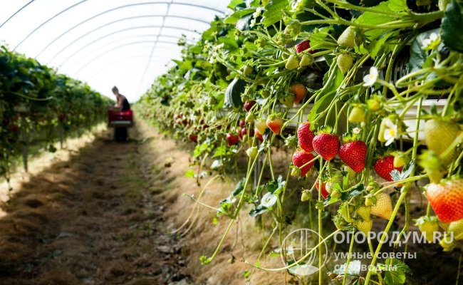 Потенциал урожайности сорта очень высок, при ранней посадке с применением пленочных укрытий даже в Подмосковье возможно получение до 10 кг ягод с 1 м.кв.