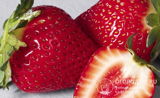 Сочные мясистые ягоды хорошо переносят транспортировку только на небольшие расстояния и выдерживают непродолжительное хранение