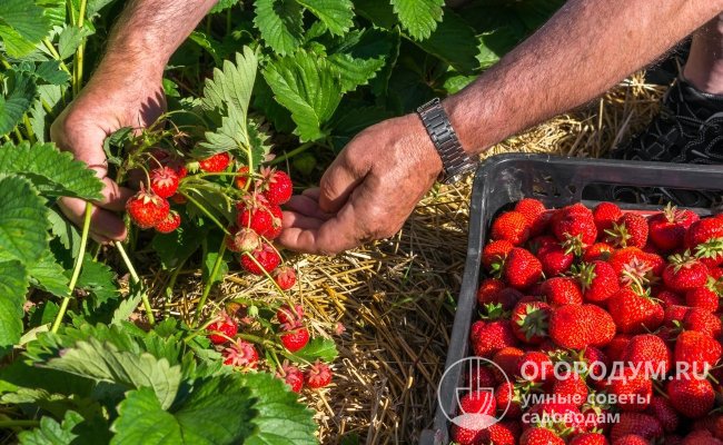 При высоком уровне агротехники урожай может достигать 2-2,5 кг ягод с куста за сезон