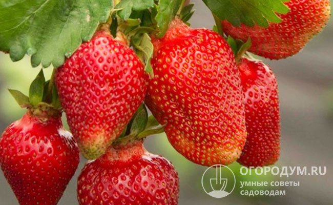 Первые ягоды «Роксаны» отличаются «тюльпановидной» формой и максимальными размерами