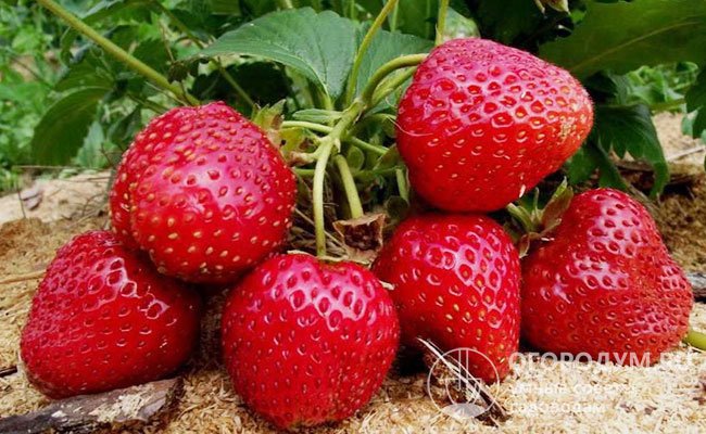 Клубника Сельва (на фото) отличается ранними сроками созревания, практически непрерывным плодоношением и крупными размерами ягод